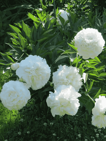 Пион Moon over Barrington