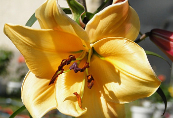 Лилия ОТ-гибрид Авокадо