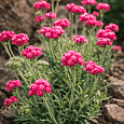 Антеннария двудомная Rubra