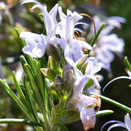 Розмарин лекарственный Мисс Джессоп'с Апрайт