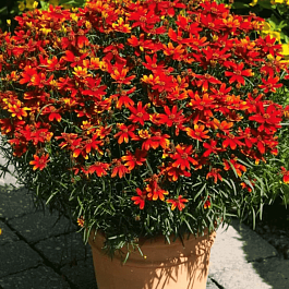 Кореопсис мутовчатый Ladybird