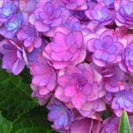 Гортензия крупнолистная You And Me Forever