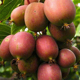 Актинидия аргута Кенс Рэд