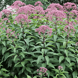 Посконник пятнистый Atropurpureum