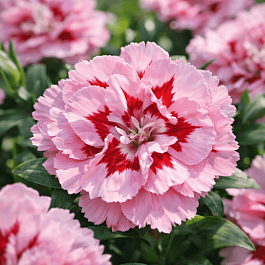 Гвоздика Oscar Pink and Purple