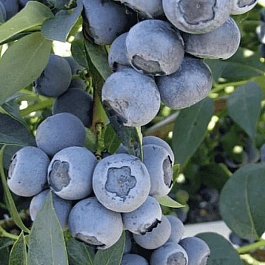 Голубика Concorde