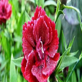 Гвоздика садовая Rubra Plena