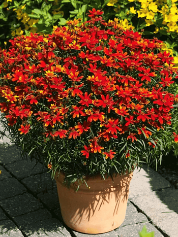 Кореопсис мутовчатый Ladybird