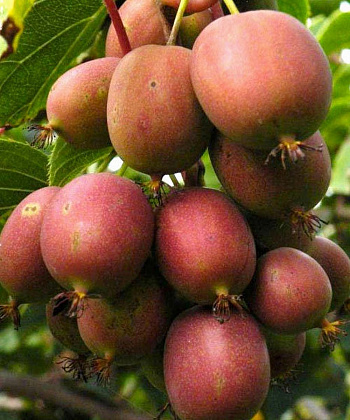 Актинидия аргута Кенс Рэд