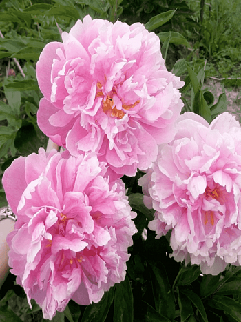 Пион Молочноцветковый Catharina Fontyn