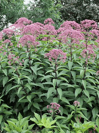 Посконник пятнистый Atropurpureum