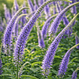 Вероникаструм сибирский Amethyst
