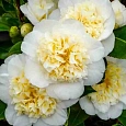 Камелия японская Brushfield yellow