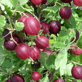 Крыжовник обыкновенный Арлекин