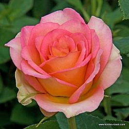 Роза чайно-гибридная Мондиале