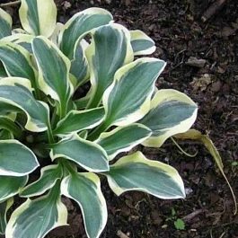 Хоста Funny Mouse