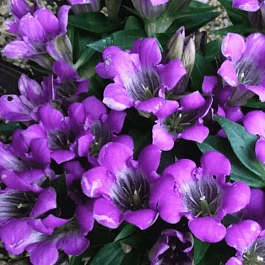 Горечавка шероховатая Zuiko Rindo