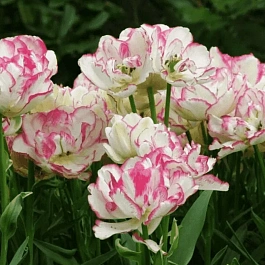 Тюльпан Belicia