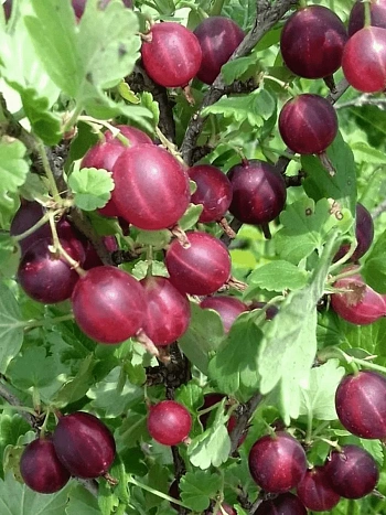 Крыжовник обыкновенный Арлекин