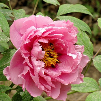 Пион древовидный Сияющий Букет