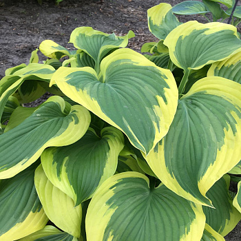 Хоста гибридная Брод Бэнд
