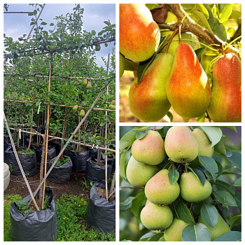 Груша пальметта на шпалере 5-лет+ (2 сорта) Чудесница-Чижовская