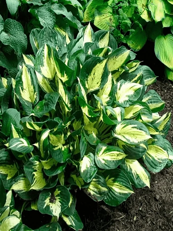 Хоста Revolution