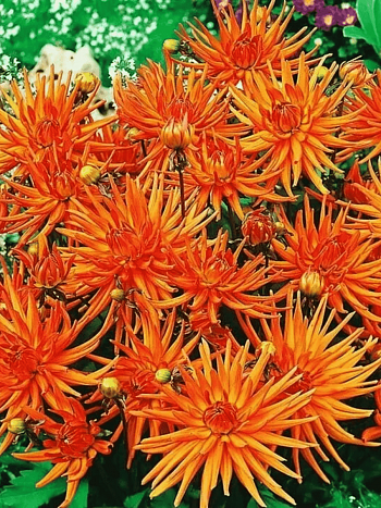 Георгина Park Rekord