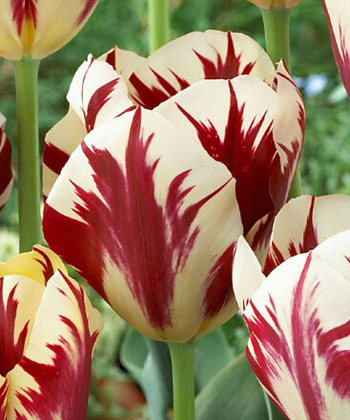 Тюльпан Триумф Гранд Перфекшн