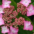Гортензия пильчатая Avelroz