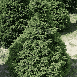 Ель обыкновенная Will's Zwerg