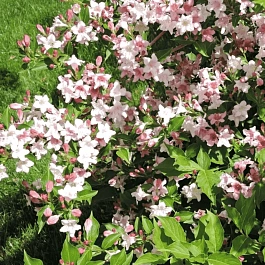 Вейгела цветущая Rosea