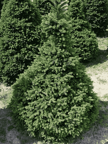 Ель обыкновенная Will's Zwerg