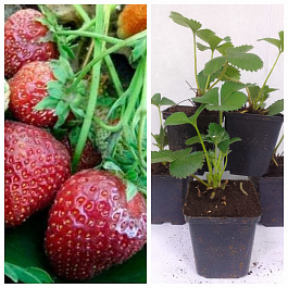 Земляника садовая Фейерверк НАБОР 5ШТ