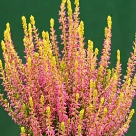 Вереск обыкновенный Golden Angie