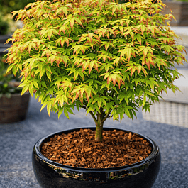 Клен веерный Little Princess