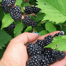 Ежевика Caddo