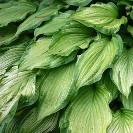 Хоста Albopicta