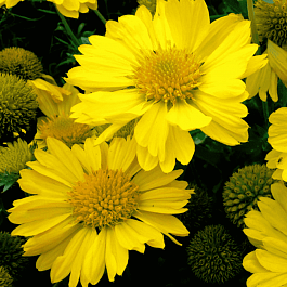 Гайлардия гибридная Mesa Yellow