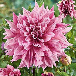 Георгина Декоративная Страйпт Эмори Пол