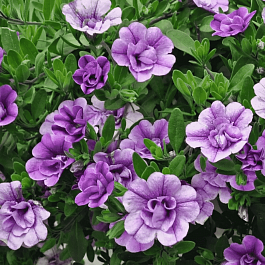 Калибрахоа махровая M.F. Neo Double Loopy Lavender