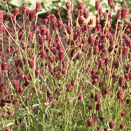 Кровохлебка лекарственная Pink Tanna