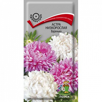 Астра низкорослая Варенька