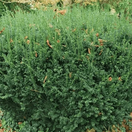 Тис канадский