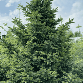 Ель сербская