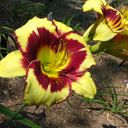 Лилейник гибридный Эль Десперадо