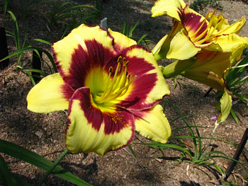 Лилейник гибридный Эль Десперадо