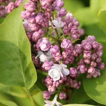 Сирень обыкновенная Рустика