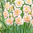 Нарцисс Pink Wonder