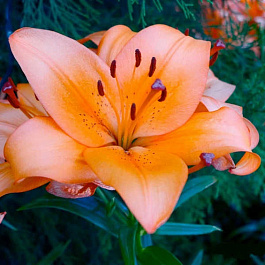 Лилия ЛА-гибрид Коралло Бич